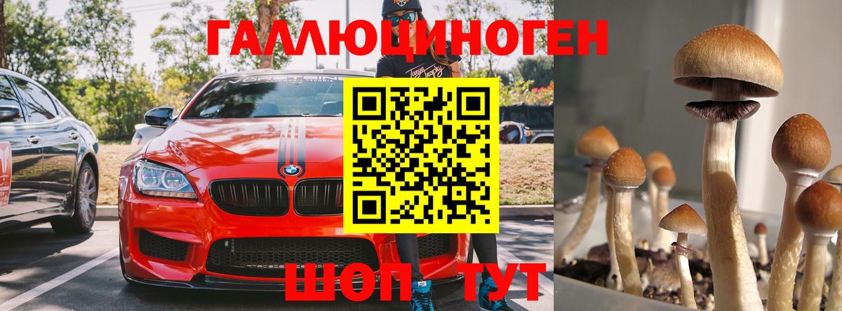 Ачхой-Мартан  Галлюциногенные грибы Psilocybine cubensis  Вход с VPN  Псилоцибиновые грибы прущие грибы 